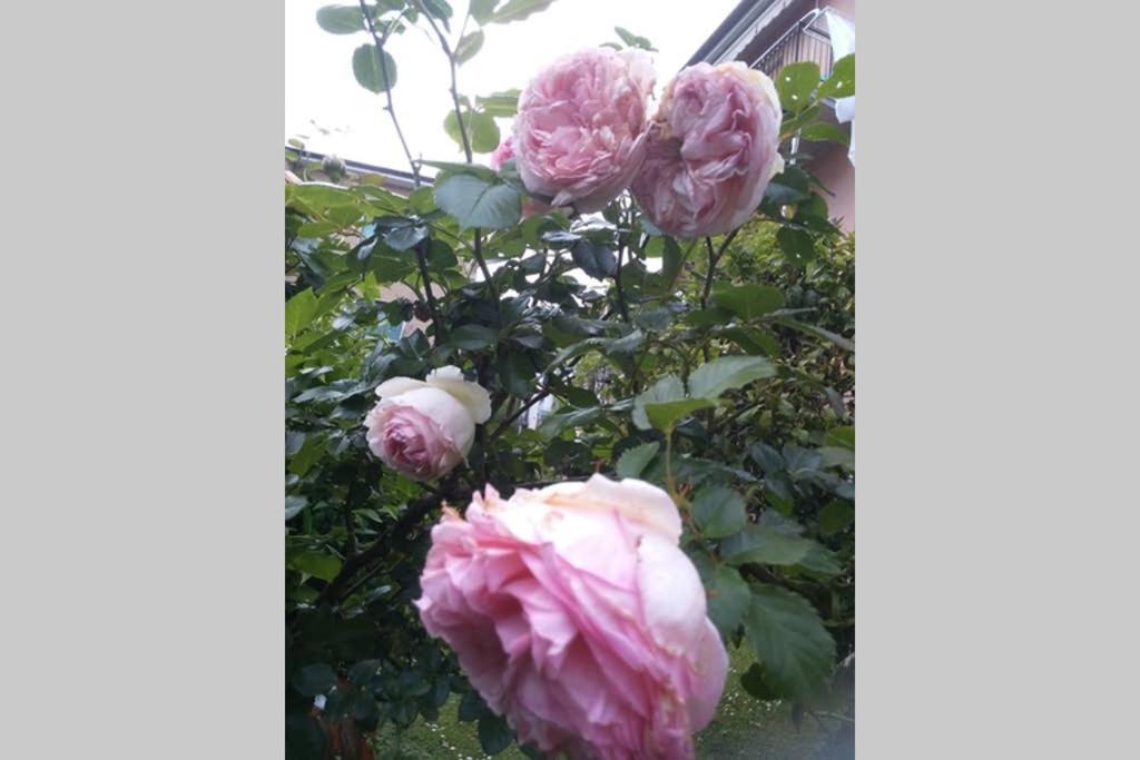 La Rosa Apartment ลาสเปเซีย ภายนอก รูปภาพ